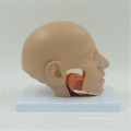 Hot Sell Anatomical Brain Model